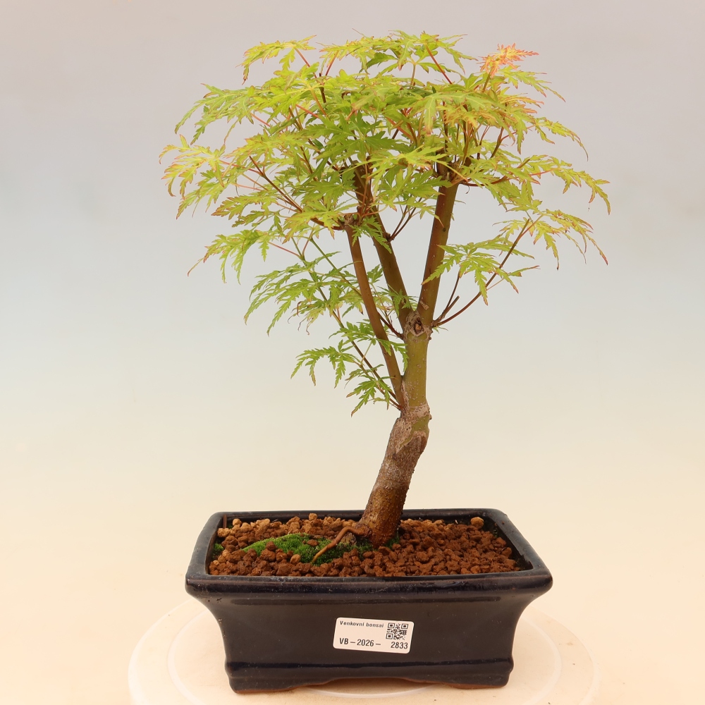 Outdoor Bonsai - Acer palmatum Dissectum - Japanese Maple 