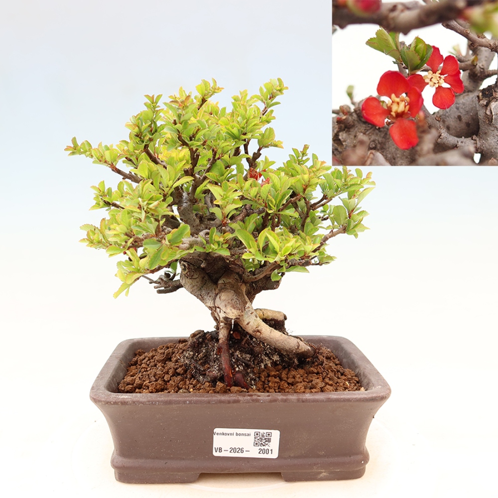 Outdoor bonsai - Chaneomeles speciosa Chojubai