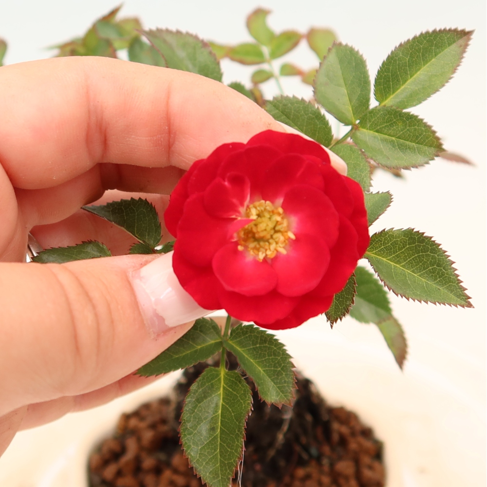 Outdoor Bonsai - Rosa Kordes - Rose