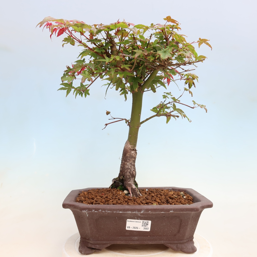 Outdoor bonsai - Acer palmatum DESHOJO