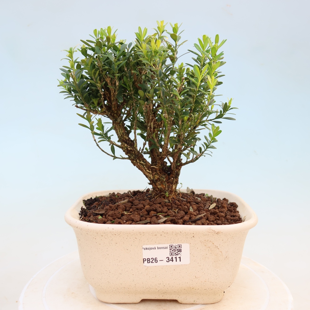 Room bonsai - Buxus harlandii - cork buxus
