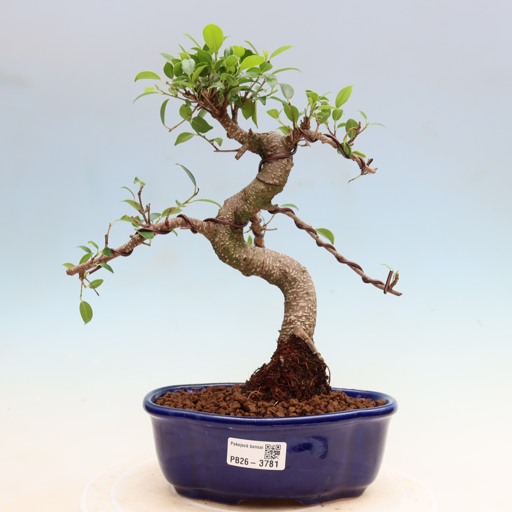 Room bonsai - Ficus kimmen - small-leaved ficus
