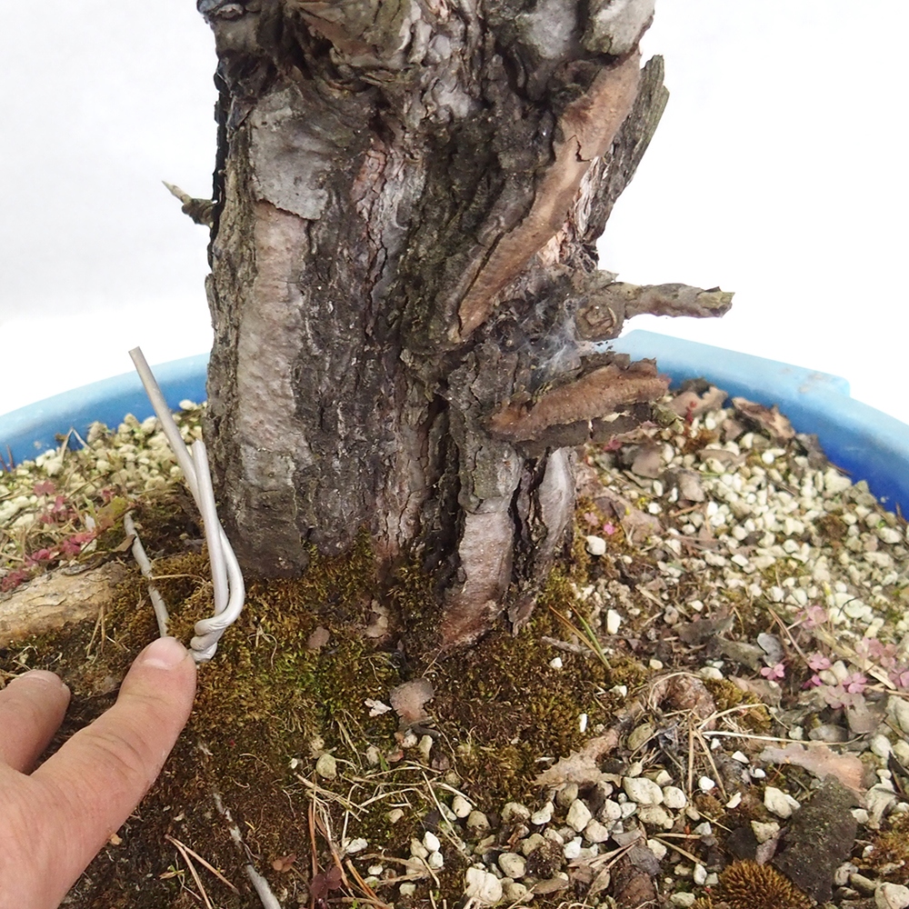Yamadori - Pinus sylvestris 