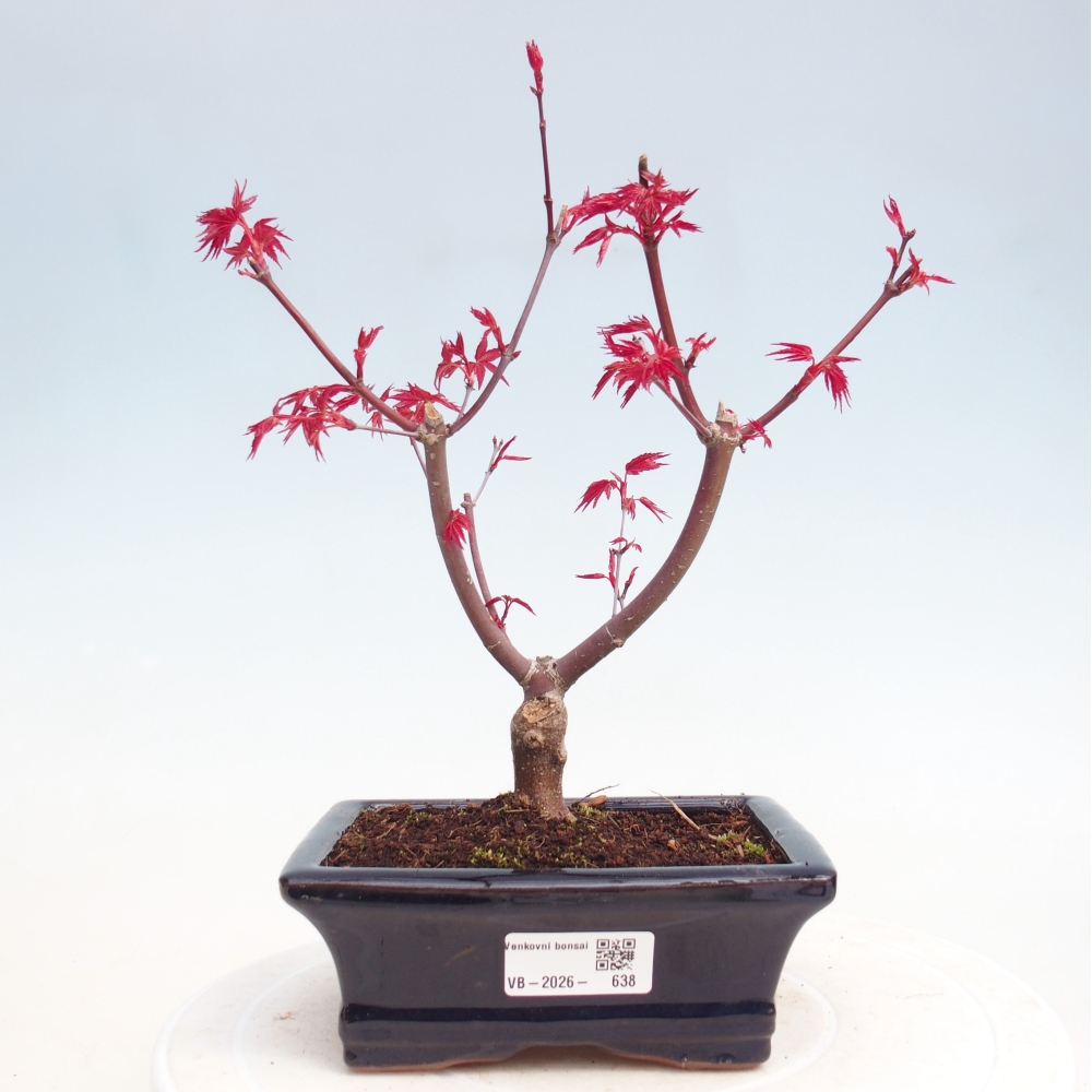 Outdoor bonsai - Acer palmatum DESHOJO