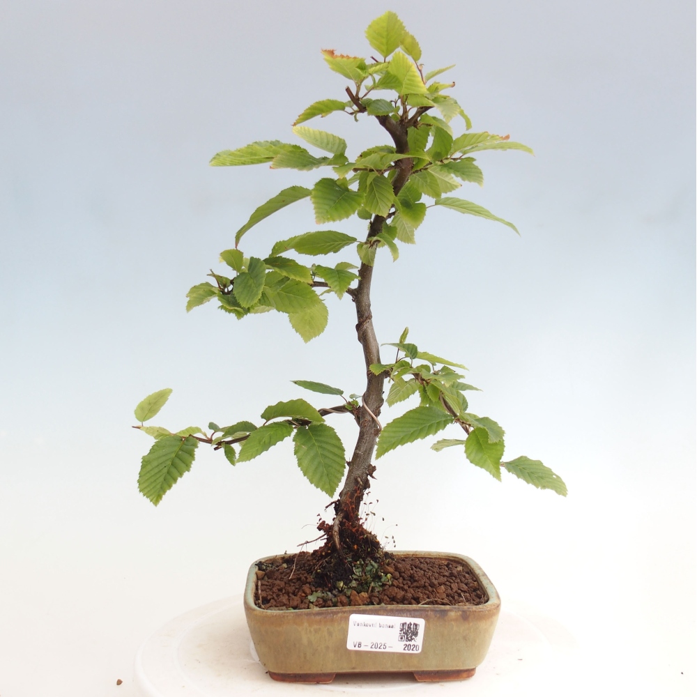 Outdoor bonsai - Hornbeam - Carpinus betulus