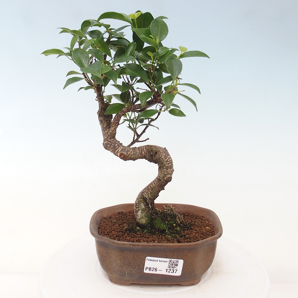 Room bonsai - Ficus retusa - small-leaved ficus