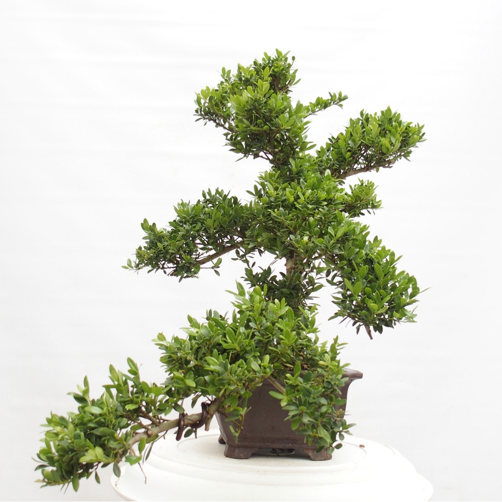 Indoor bonsai - Ilex crenata - Holly