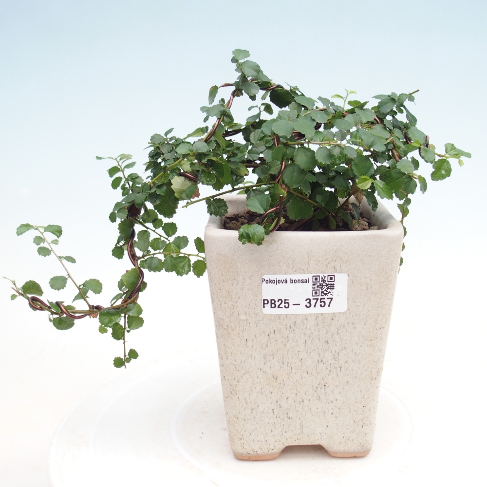 Room bonsai - Grewia sp. - Grewia malafolia