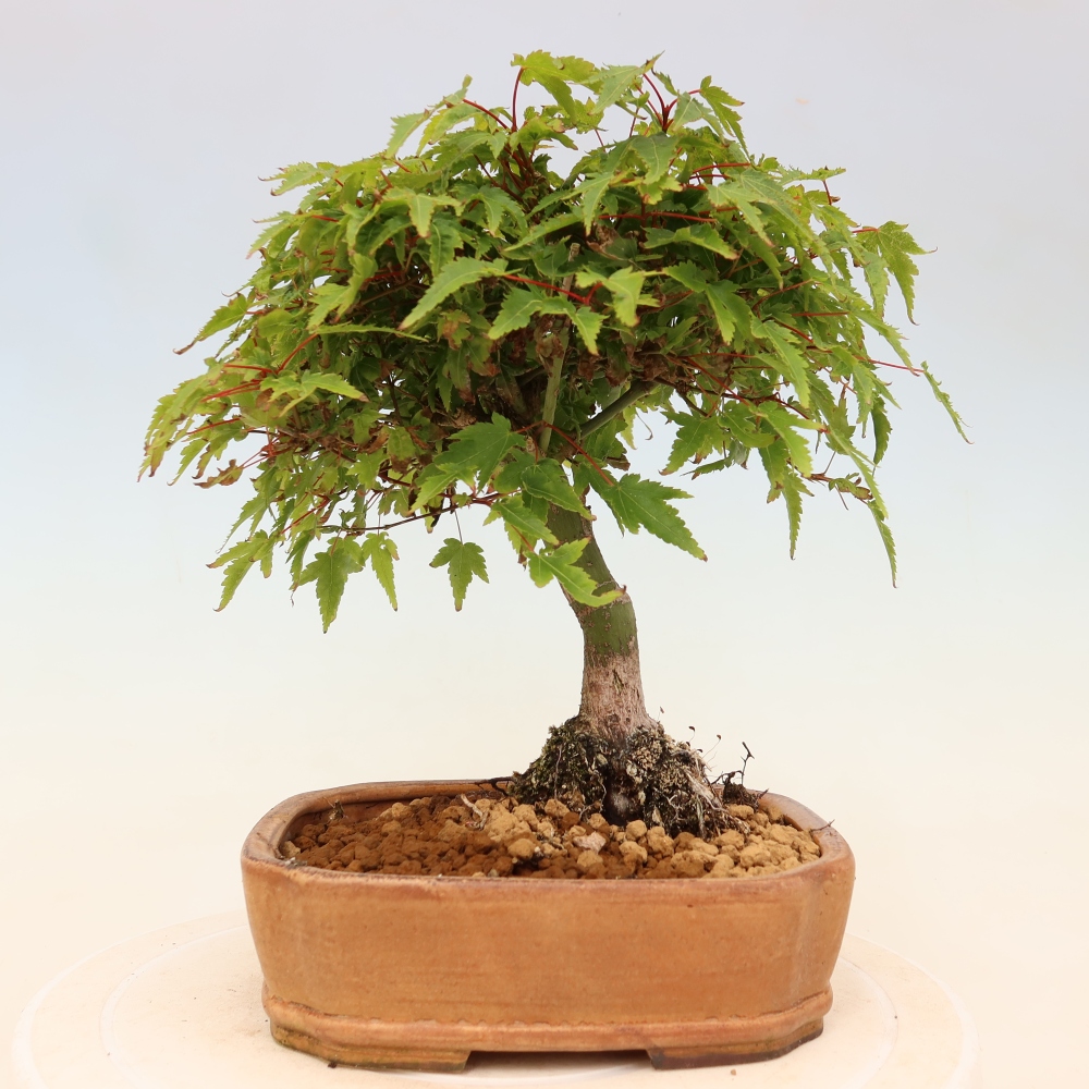 Acer palmatum KIOHIME - Palmetto maple