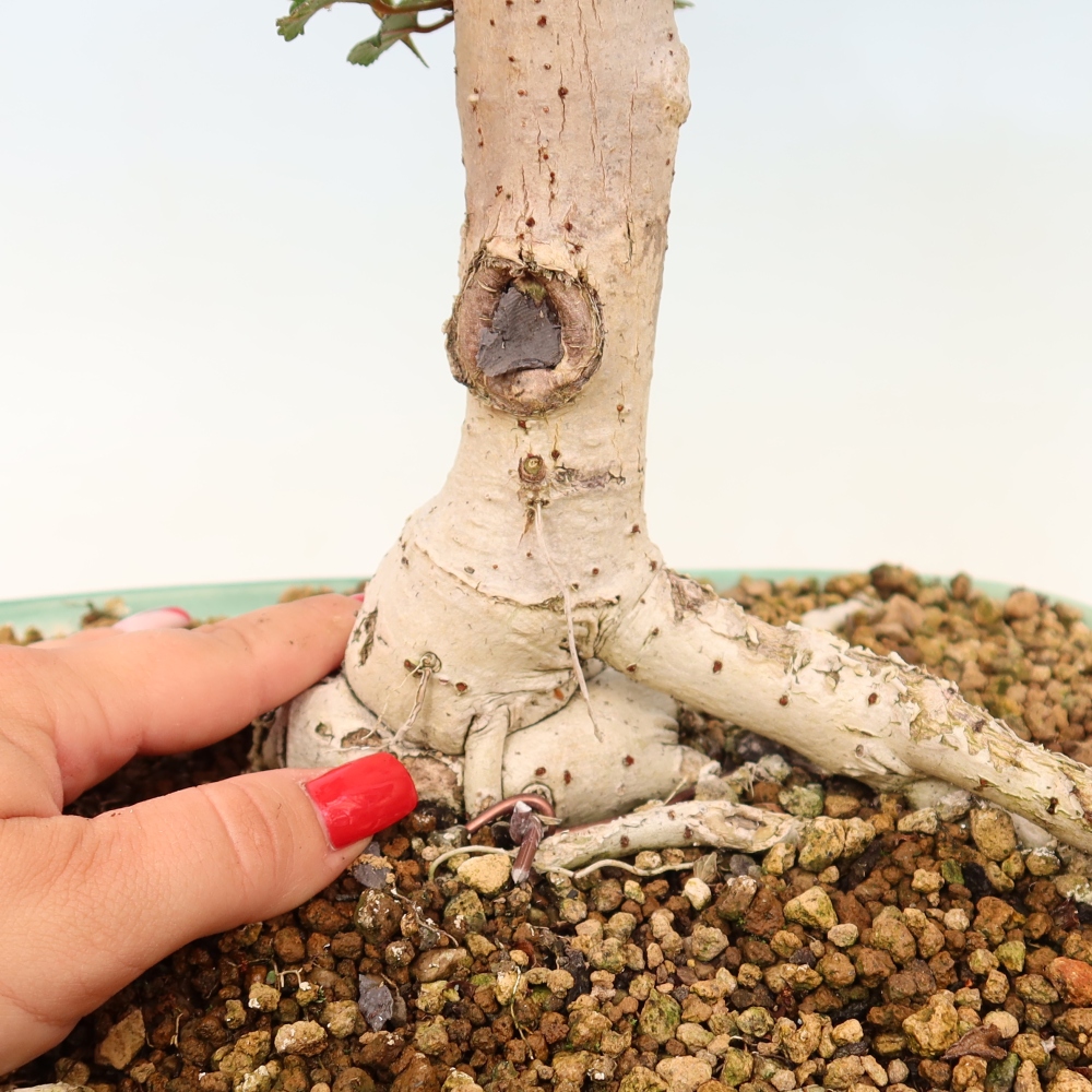 Indoor bonsai - Hibiscus tiliaceus - Sea Hibiscus