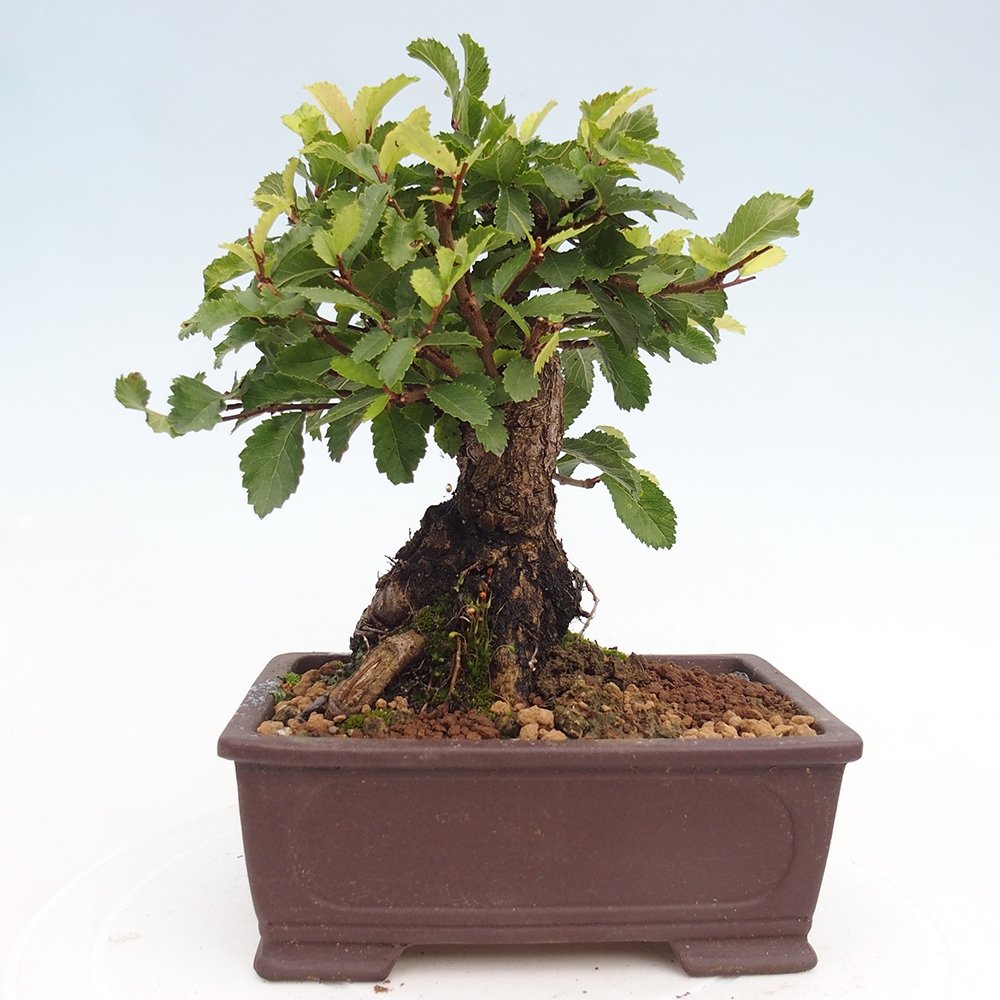 Outdoor bonsai - Zelkova - Zelkova NIRE