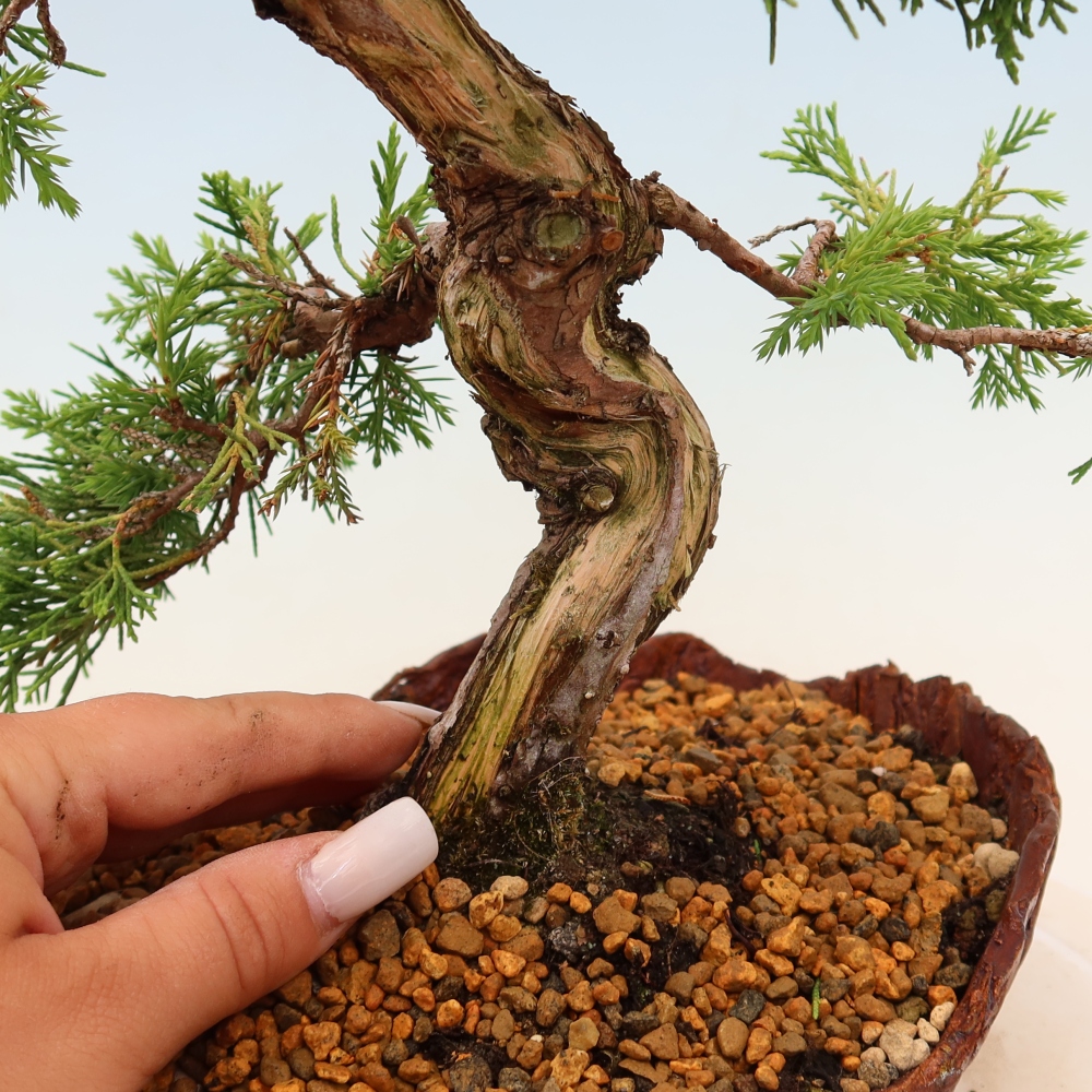 Outdoor bonsai - Juniperus chinensis Itoigawa