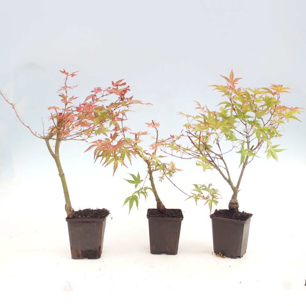 Outdoor bonsai - Acer palmatum Beni Tsukasa in container