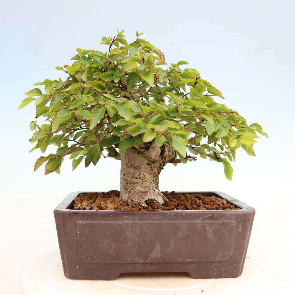 Outdoor bonsai -Carpinus coreana - Korean Hornbeam