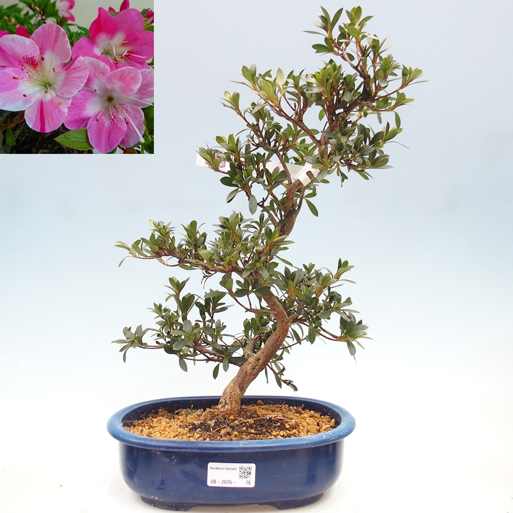 Outdoor bonsai - Japanese Azalea - Azalea Reiko