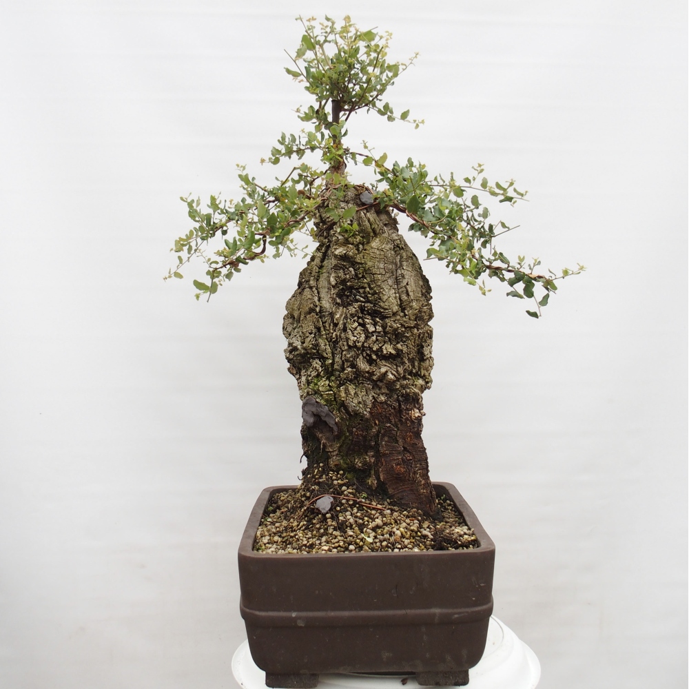 outdoor bonsai Quercus suber - Cork Oak