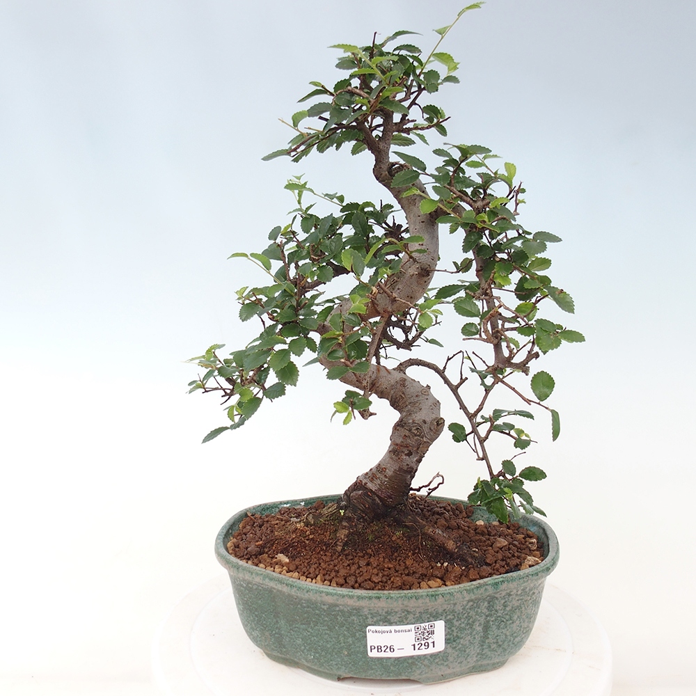 Room bonsai - Ulmus parvifolia - Small-leaved elm
