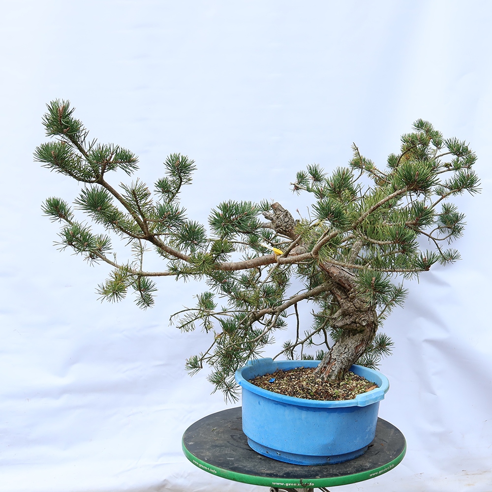 Pinus sylvestris Spain - Scots pine