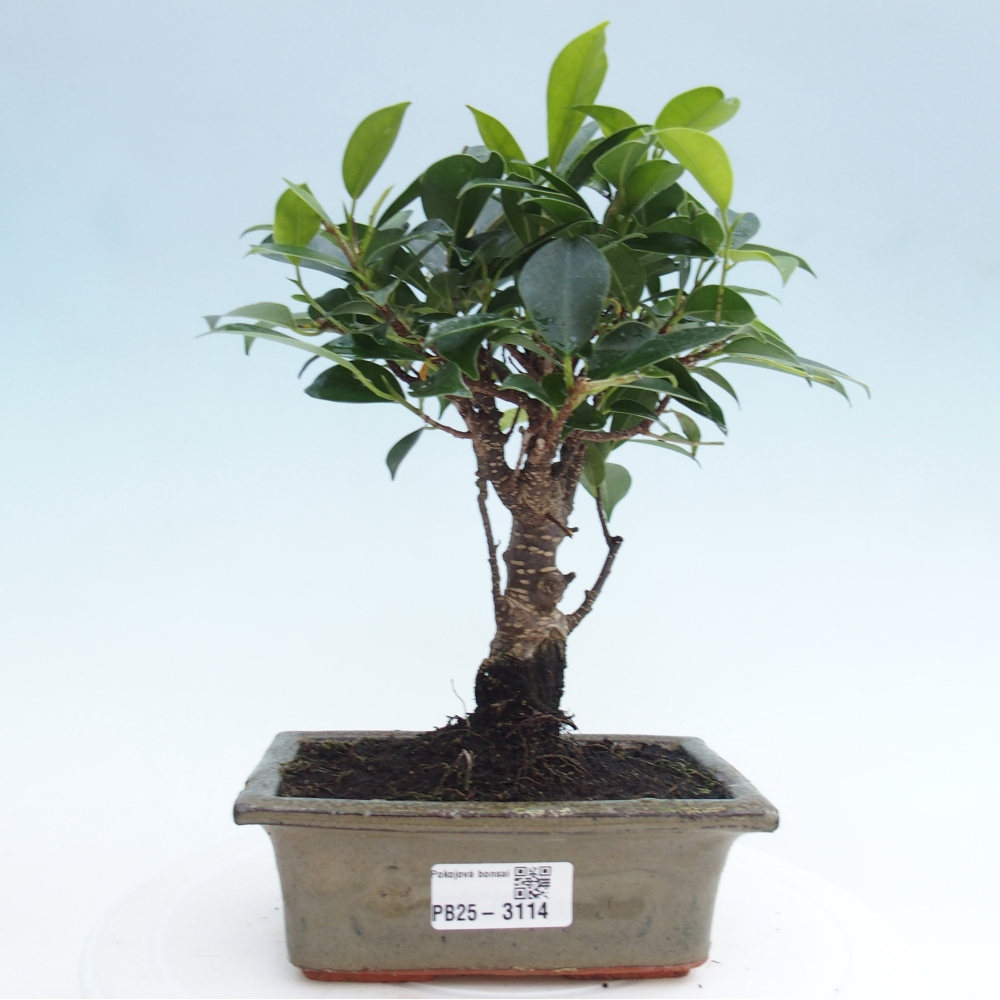 Indoor bonsai - Ficus retusa - small-leaved ficus
