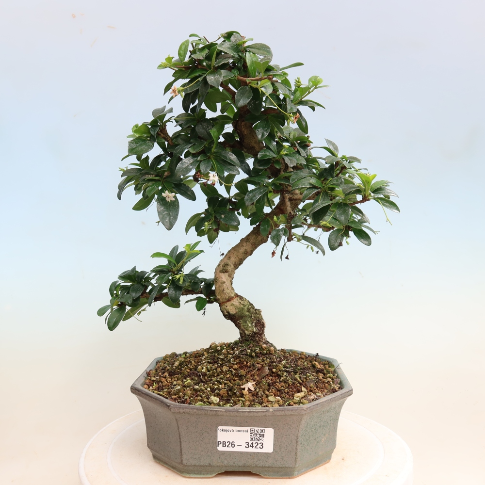 Room bonsai - Carmona macrophylla - Tea fuki