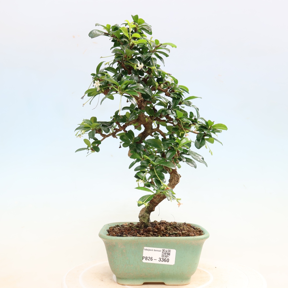 Room bonsai - Carmona macrophylla - Tea fuki