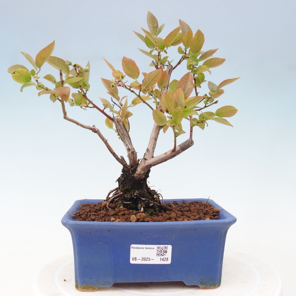 Outdoor bonsai - Canadian blueberry - Vaccinium corymbosum