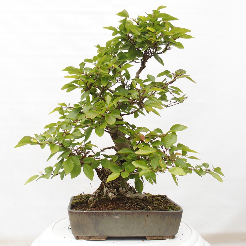 Outdoor bonsai -Carpinus CARPINOIDES - Korean hornbeam