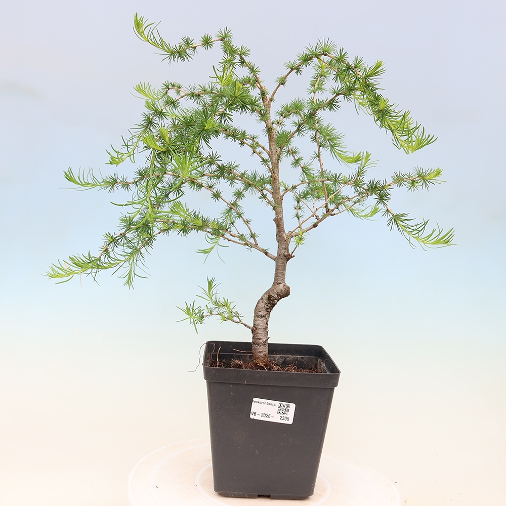Outdoor bonsai -Larix decidua - Larch