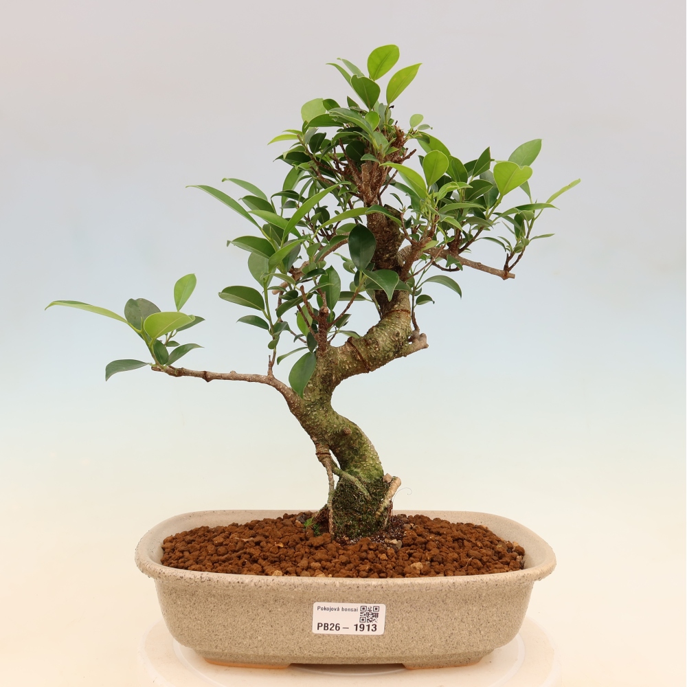 Room bonsai - Ficus kimmen - small-leaved ficus