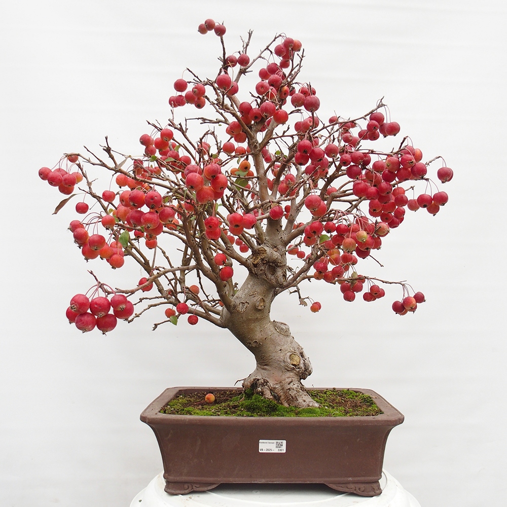 Outdoor bonsai - Malus halliana - Small-fruited apple tree