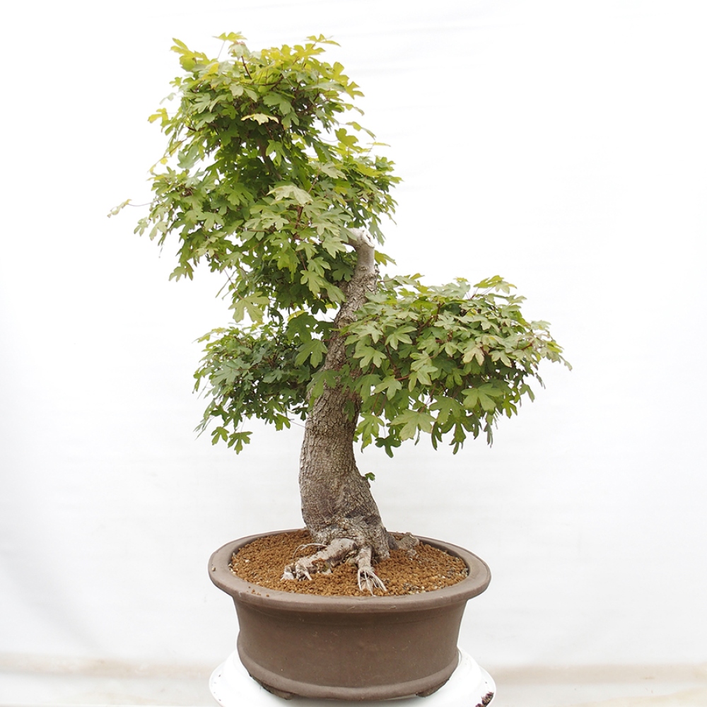 Outdoor bonsai - French Maple - Acer Nonspessulanum