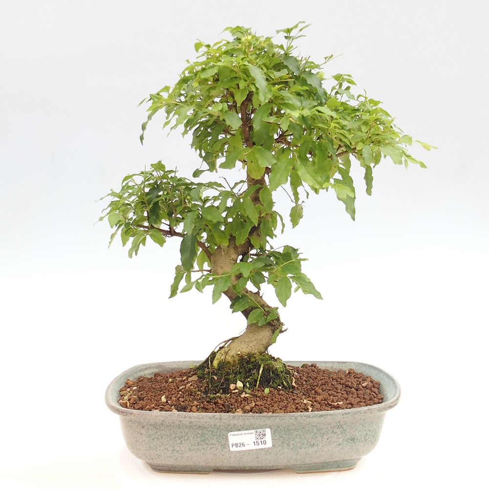 Room bonsai -Ligustrum chinensis - Birds Beak
