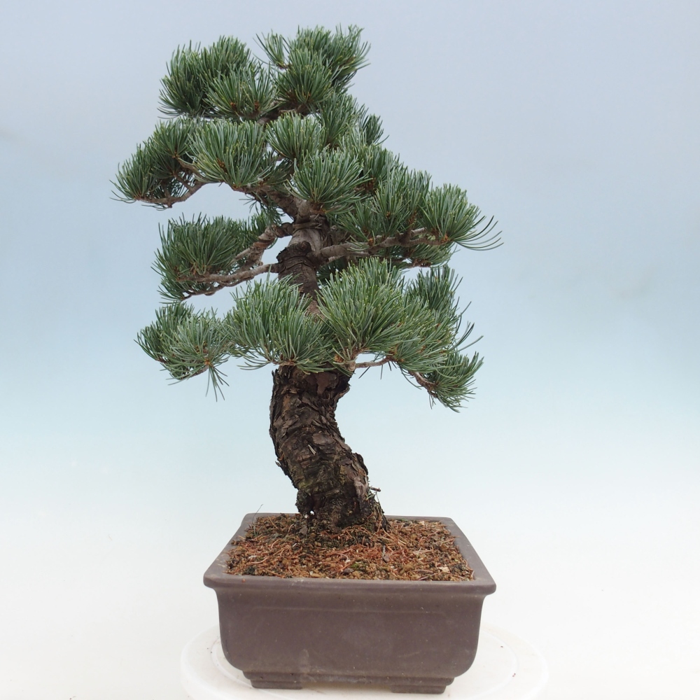Outdoor bonsai - Pinus parviflora - Small pine tree