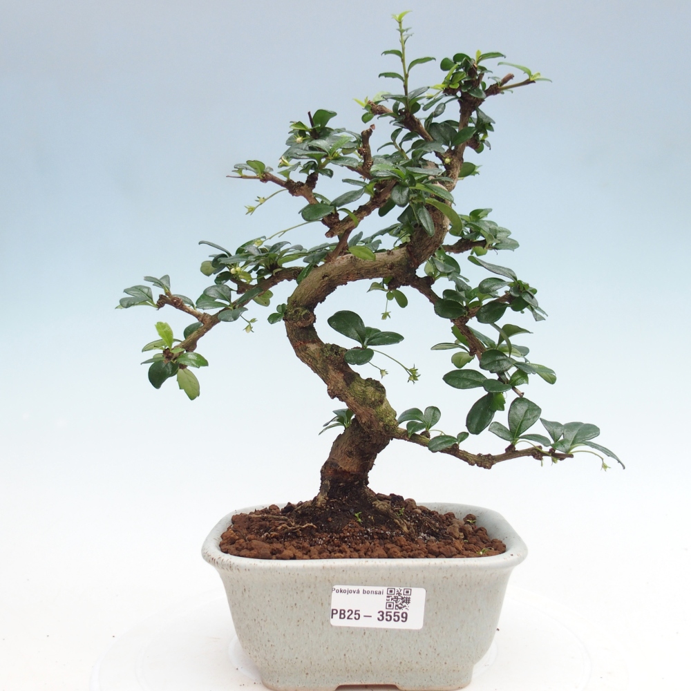 Room bonsai - Carmona macrophylla - Tea fuki