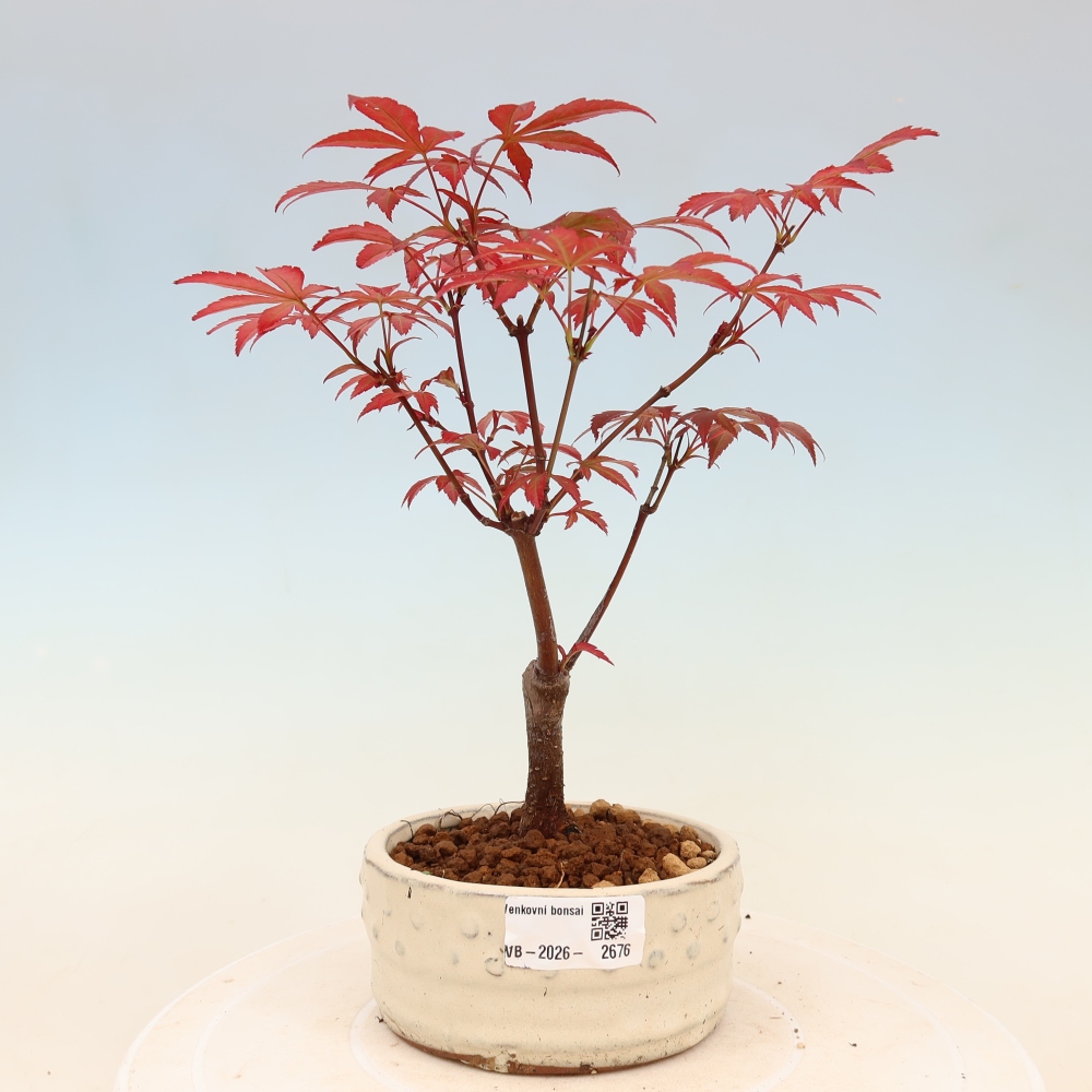 Outdoor bonsai - Acer palm. Atropurpureum-Javor palmate