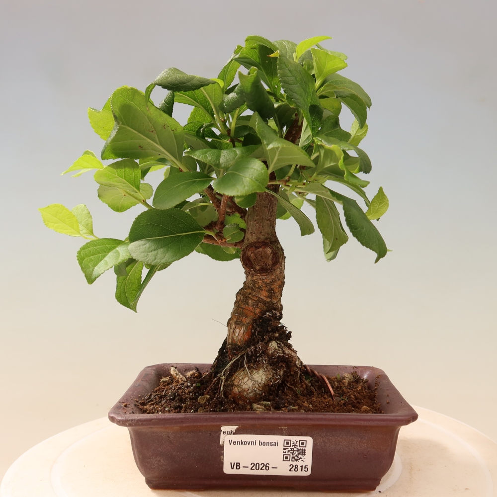 Outdoor bonsai - Celastrus orbiculatus