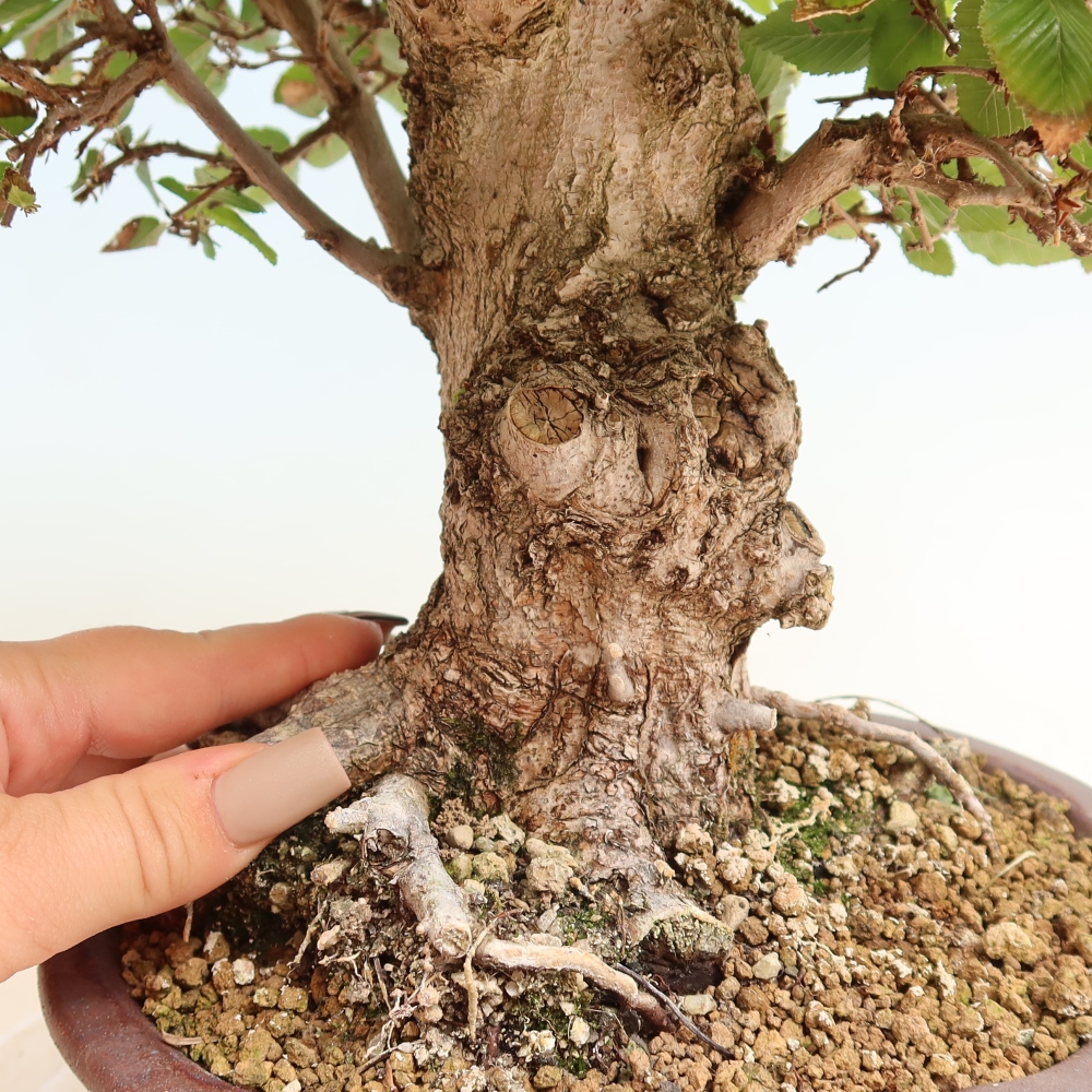 Outdoor bonsai -Carpinus CARPINOIDES - Korean Hornbeam
