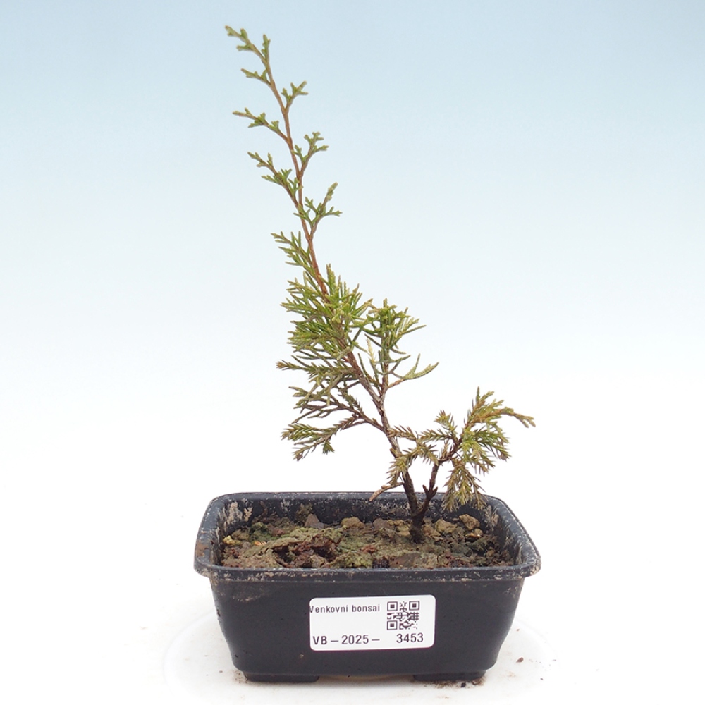 Outdoor bonsai - Juniperus chinensis Itoigawa - Chinese juniper