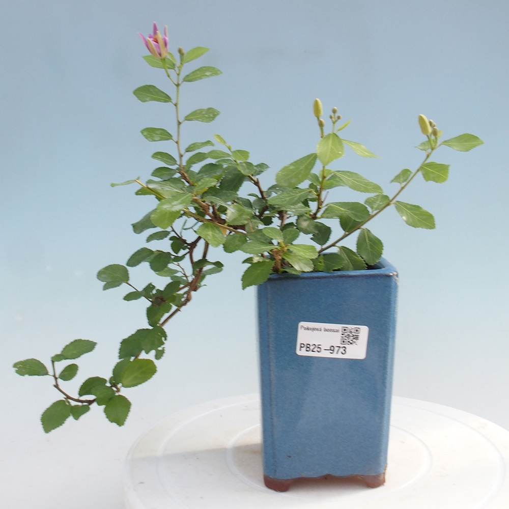 Indoor bonsai - Grewia occidentalis - Lavender star