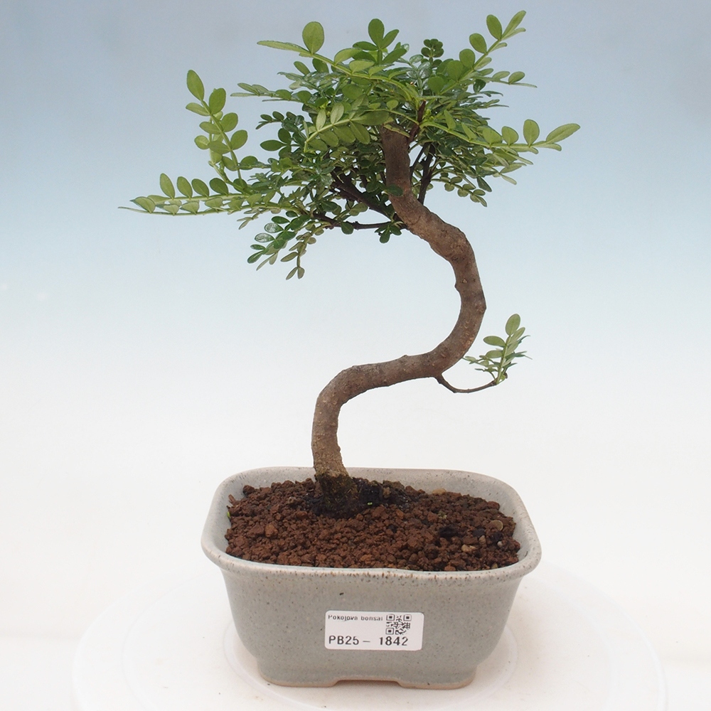 Indoor bonsai - Zantoxylum piperitum - Peppermint