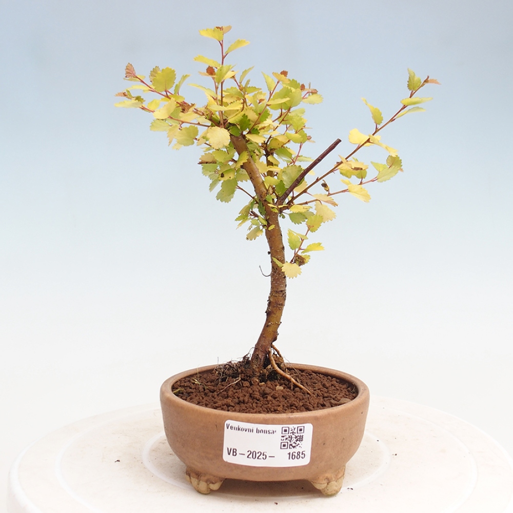 Outdoor bonsai - dwarf birch - Betula NANA Treasure