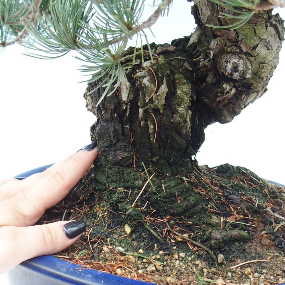 Outdoor bonsai - Pinus parviflora - Small pine tree