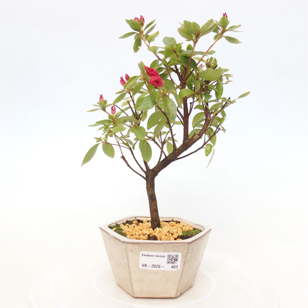 Outdoor bonsai - Japanese azalea - Azalea sp.