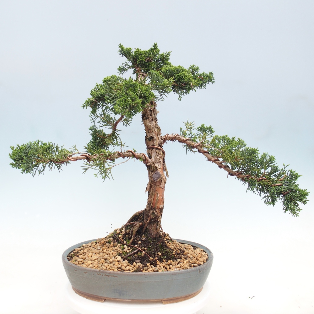 Outdoor bonsai - Juniperus chinensis Kishu - Chinese juniper
