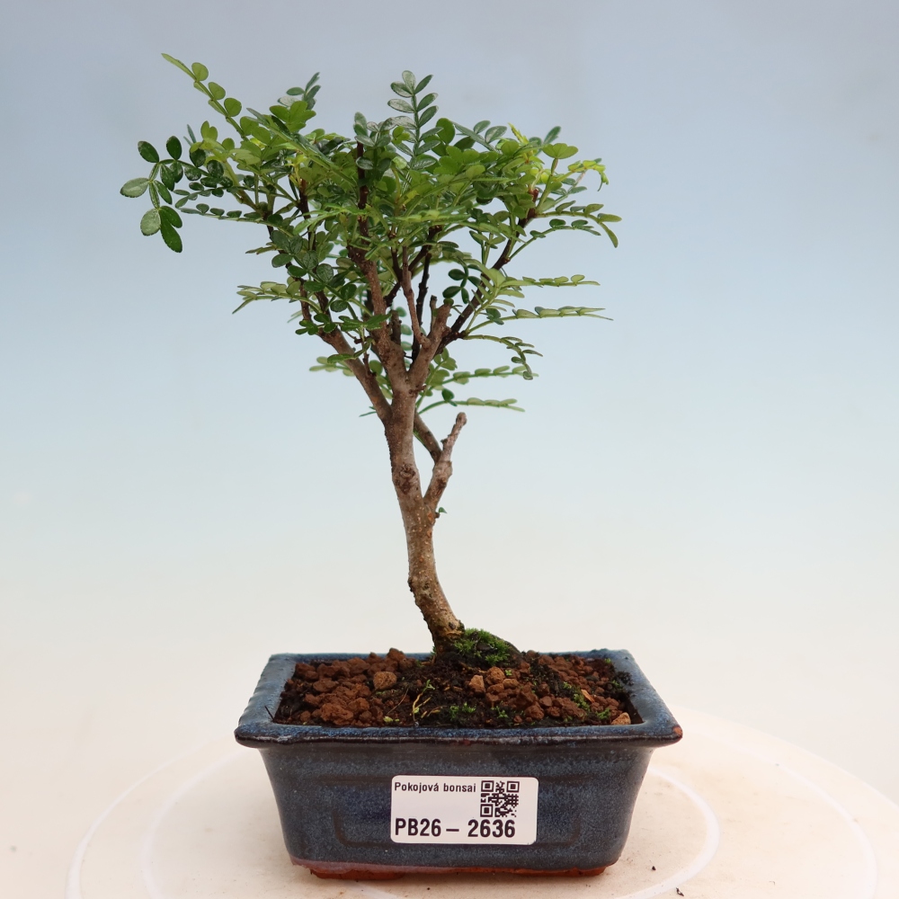 Room bonsai - Zantoxylum piperitum - pepper tree