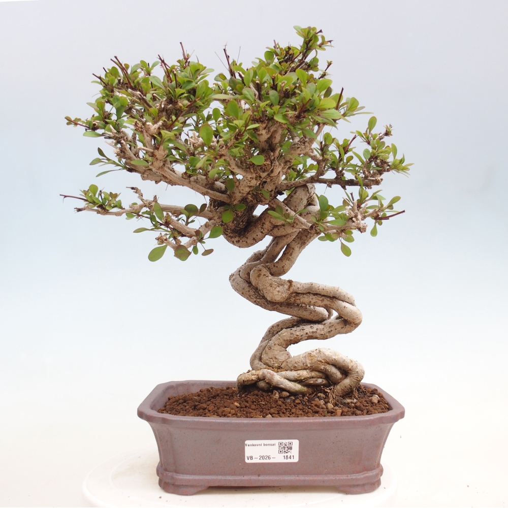 Outdoor bonsai - Berberis coreana