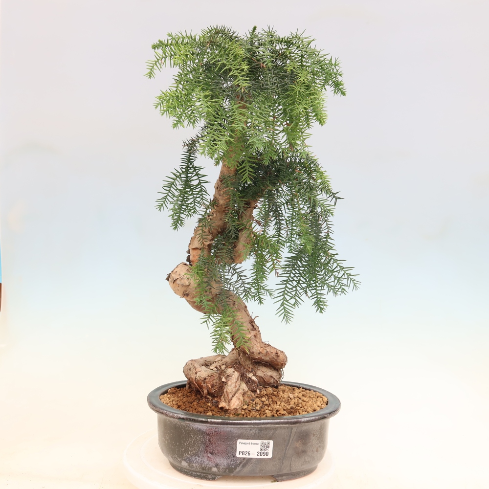 Indoor Bonsai - Araucaria - Indoor Spruce
