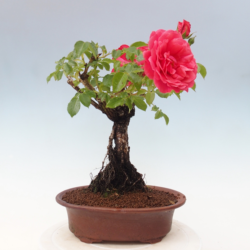 Outdoor bonsai - Rosa Kordes -  rose