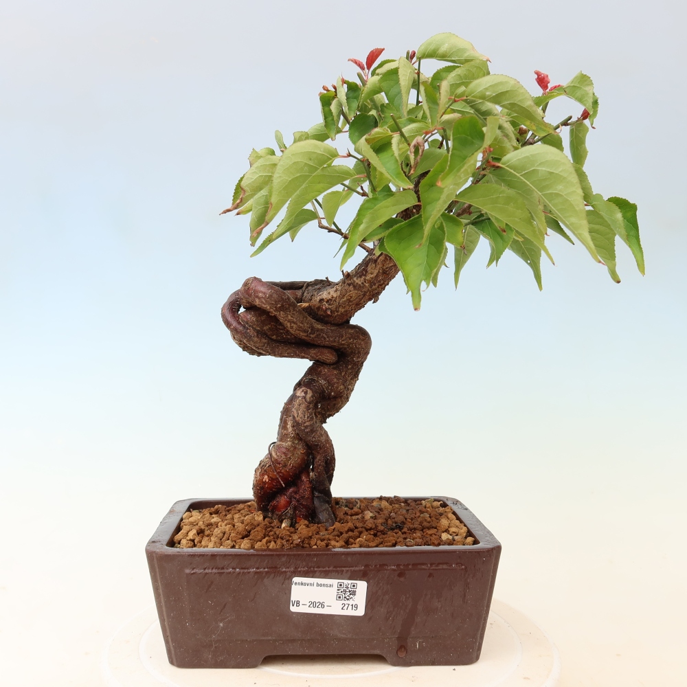 Outdoor Bonsai - Japanese Apricot - Prunus Mume