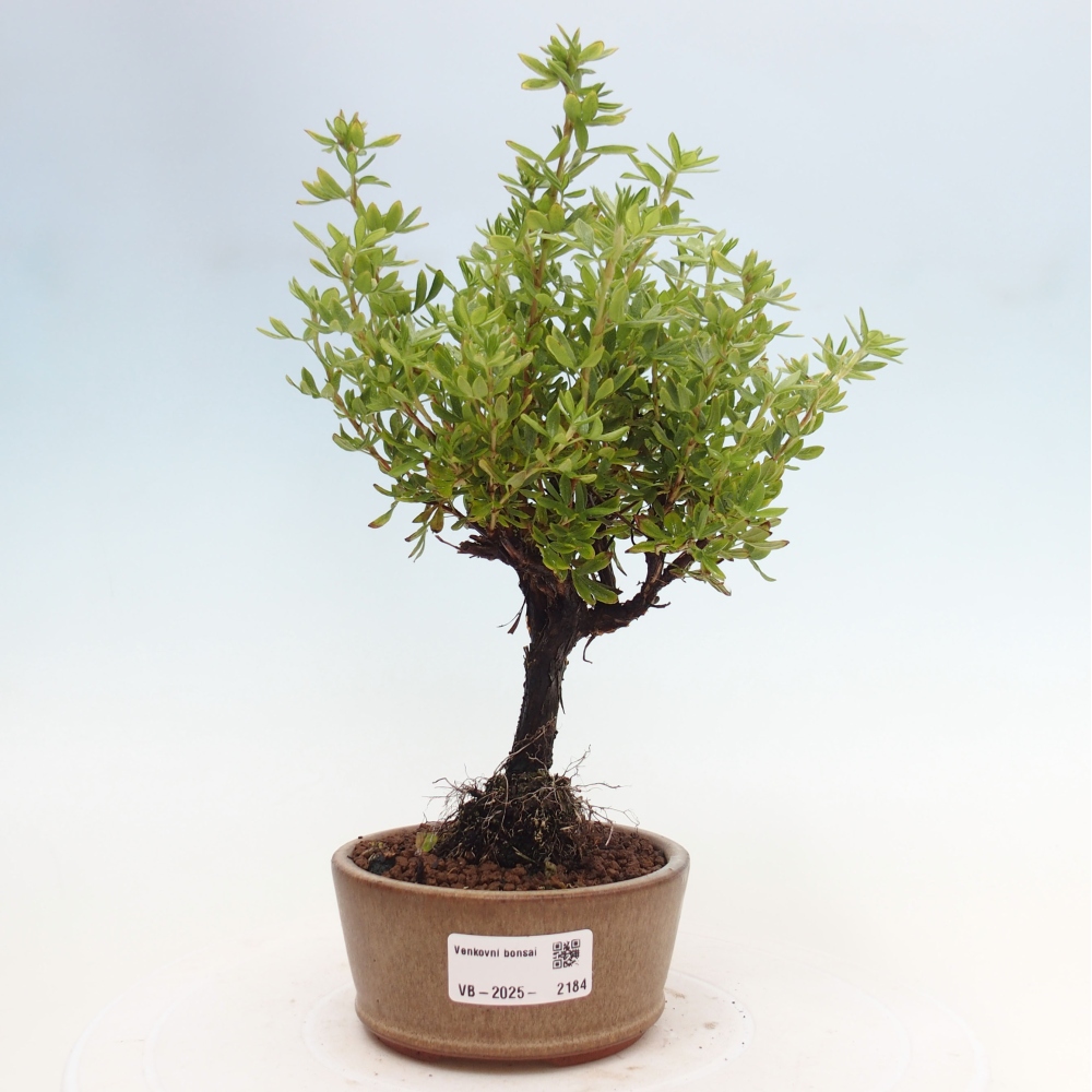 Outdoor bonsai-Cinquefoil - Potentila fruticosa yellow Bird